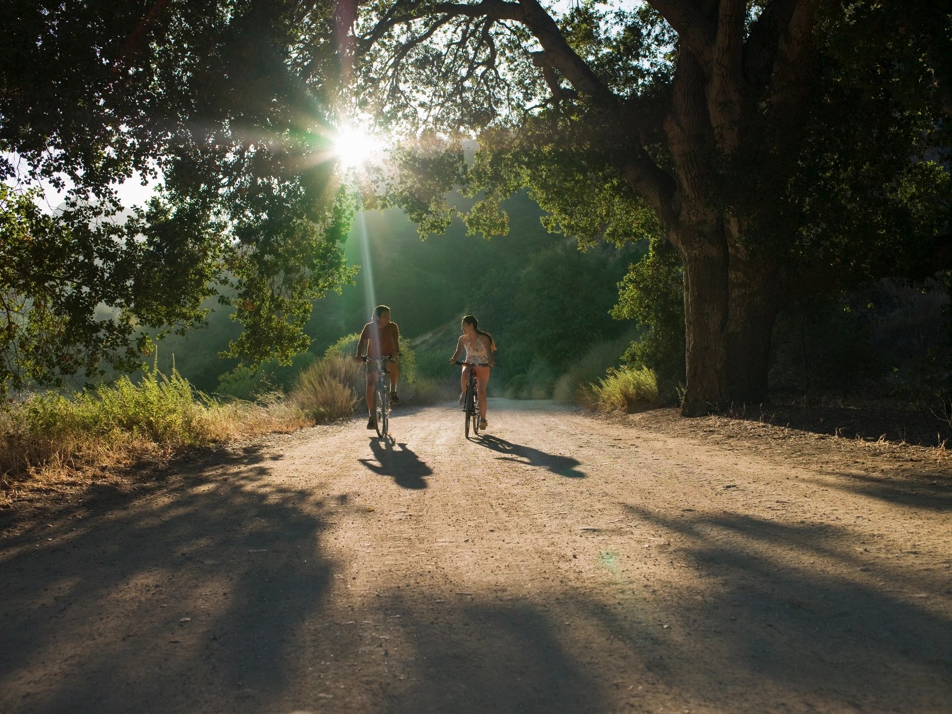 Cyclists on sunlit forest trail