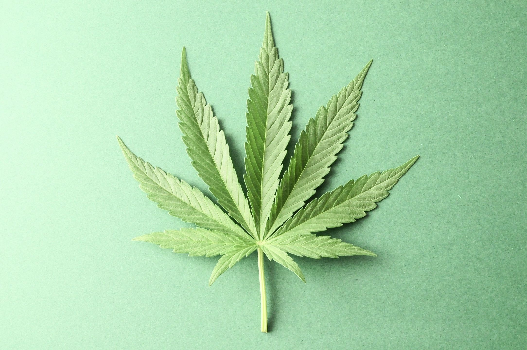 Cannabis leaf on mint background